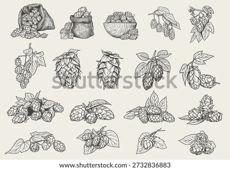 Hand drawn hops cones and plant elements arranged in a detailed vintage line art style. The artwork includes hop branches, harvested hops in sacks, and loose brewing ingredients illustrated with clean black and white engraving detail. Suitable for packaging, labels, brewery branding, menus, and craft beverage design projects.