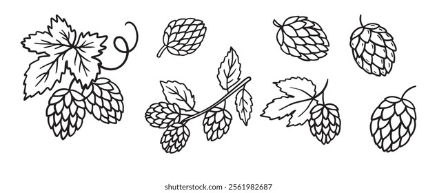 Hand drawn Hops doodle hand drawn icon set. Outline drawing hop branch with leaves and cones for beer line clipart symbol collection. Vector illustration