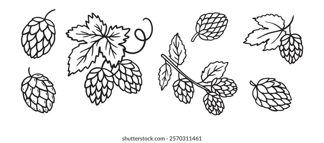 Hand drawn Hops doodle hand drawn icon set. Outline drawing hop branch with leaves and cones for beer line clipart symbol collection. Vector illustration