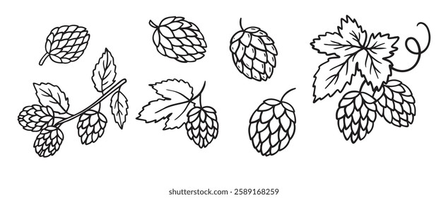 Hand drawn Hops doodle hand drawn icon set. Outline drawing hop branch with leaves and cones for beer line clipart symbol collection. Vector illustration