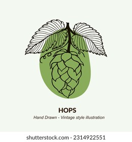 Hand drawn hops illustration. Hops illustration for logo and packaging design.