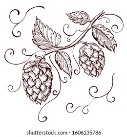 hand drawn hops plant illustration isolated on white. vector hop on a branch with leaves and cones in engraving vintage style with curly tendrils great for packing, beer label design, pub emblem etс.