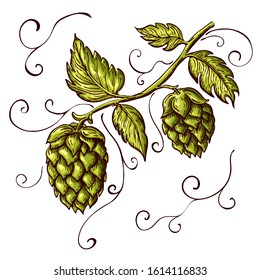 hand drawn hops plant illustration isolated on white. vector hop on a branch with leaves and cones in engraving vintage style with curly tendrils great for packing, beer label design, pub emblem et .