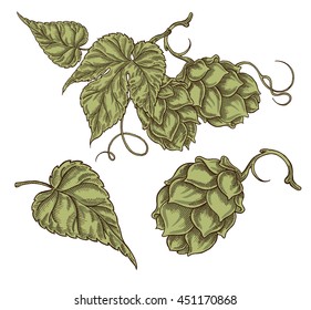 Hand drawn hops plant in vintage style. Vector illustration isolated on white