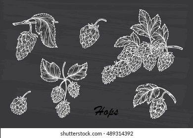 Hand drawn Hops set. Common hop or Humulus lupulus branch with leaves and cones. Vector illustration
