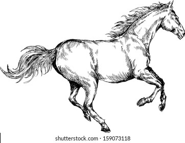 hand drawn horse