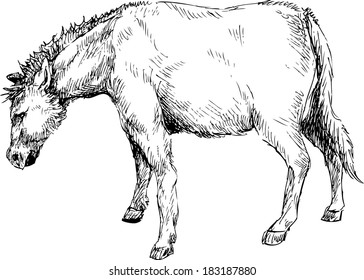 hand drawn horse