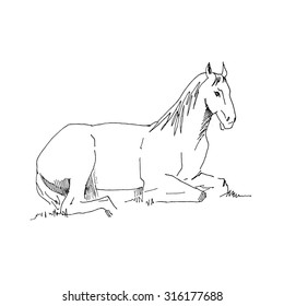 hand drawn horse