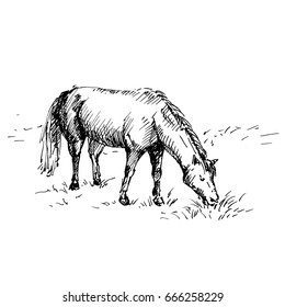 Hand drawn horse. Horse eating grass. Sketch, vector illustration.