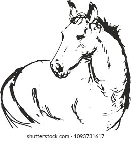 hand drawn horse head,sketch of horse portrait