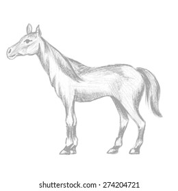 Hand drawn horse, pencil drawing of mare with long mane and tail, vector illustration