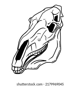 Hand drawn horse skull on white background. Ink linear vector occult illustration. Horse cranium. Occultism, esoteric, spirituality. Tatoo. Vintage