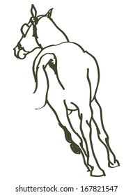 hand drawn horse - vector illustration