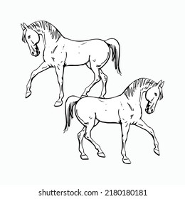 Hand Drawn Horse Vector Illustration