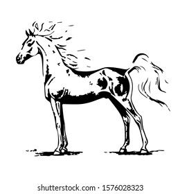 Hand drawn horse. vector isolated on a transparent background