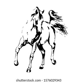 Hand drawn horse. vector isolated on a transparent background