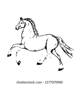 Hand drawn horse. Vector isolated on a transparent background.
