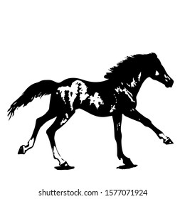 Hand drawn horse. Vector isolated on a transparent background.