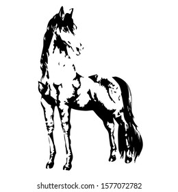 Hand drawn horse. Vector isolated on a transparent background.