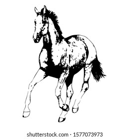 Hand drawn horse. Vector isolated on a transparent background.
