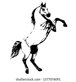 Hand drawn horse. Vector isolated on a transparent background.