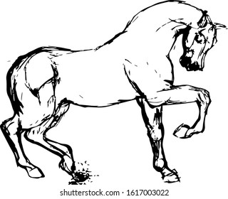 Hand drawn horse. Vector isolated on a transparent background