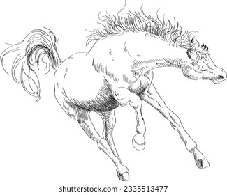Hand drawn horse in vectors