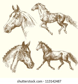 hand drawn horses