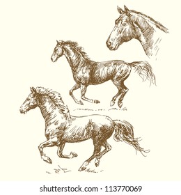 hand drawn horses