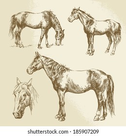 hand drawn horses 