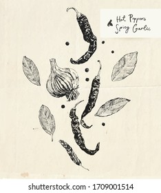 Hand drawn hot peppers, garlic bulb and bay leaves. Culinary herbs and spices