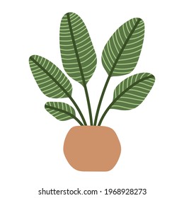 Hand drawn house plant. Vector illustration. Isolated object on white background.