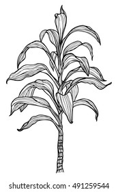Hand drawn houseplant