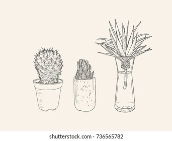 Hand drawn houseplant . cactuses and succulents in pots. sketch vector.