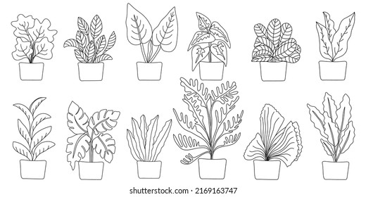 Colección de plantas domésticas dibujadas a mano ambientada en estilo de arte doodle sobre fondo blanco