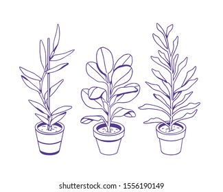 Hand drawn houseplants isolated on a white background. Vector collection for creative design of posters, cards, banners, invitations, websites, etc.