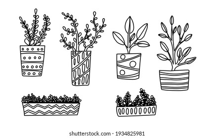 Hogares dibujados a mano. Ilustración vectorial de plantas macetas