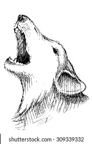 Hand drawn howling wolf on white background. Vector illustration