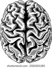 Hand drawn Human Brain Top View Sketch Illustration