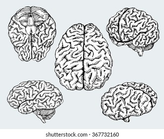 Hand drawn human brains. Vector illustration.