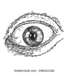 Hand drawn human eye with iris as element of All seeing eye of providence variation.  Blackwork tattoo flash of Masonic symbol design. Sacred religion, spirituality and occultism. Vector.