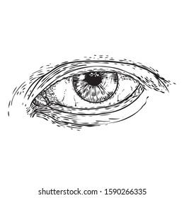 Hand drawn human eye with iris as element of All seeing eye of providence variation.  Blackwork tattoo flash of Masonic symbol design. Sacred religion, spirituality and occultism. Vector.