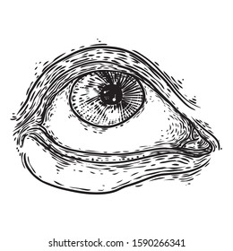 Hand drawn human eye with iris as element of All seeing eye of providence variation.  Blackwork tattoo flash of Masonic symbol design. Sacred religion, spirituality and occultism. Vector.