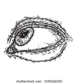 Hand drawn human eye with iris as element of All seeing eye of providence variation.  Blackwork tattoo flash of Masonic symbol design. Sacred religion, spirituality and occultism. Vector.