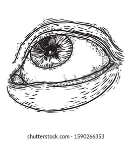 Hand drawn human eye with iris as element of All seeing eye of providence variation.  Blackwork tattoo flash of Masonic symbol design. Sacred religion, spirituality and occultism. Vector.