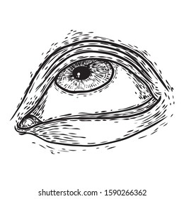 Hand drawn human eye with iris. Anatomy of vision organ element. Makeup salon design element. Vector.
