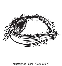 Hand drawn human eye with iris. Anatomy of vision organ element. Makeup salon design element. Vector.