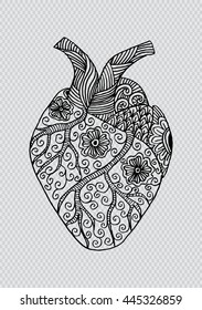 Hand drawn human heart. Doodle style.