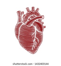 Hand Drawn Human Heart Drawing Illustration Reverse Colors And Outline Engraved Style