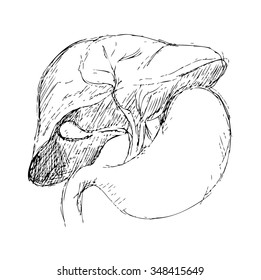 Hand drawn Human heart. Sketch anatomical vector illustration isolated on background. Eps10.